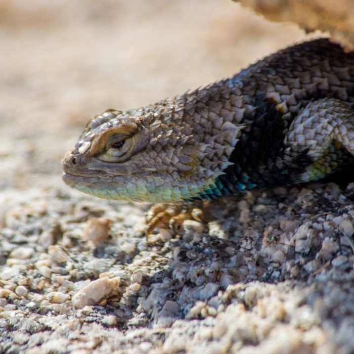 Near Cap Rock Nature Trail