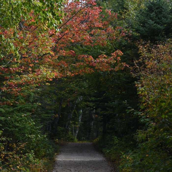 Near Au Sable Light Station Trail Near Au Sable Light Station Trail