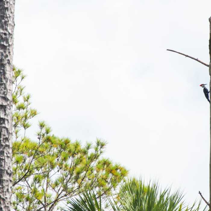 Near Sandpiper Loop Nature Trail