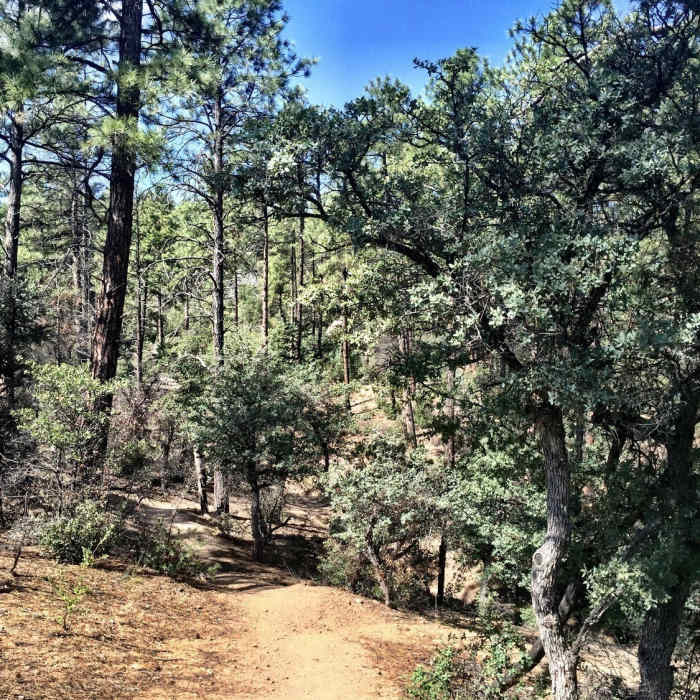 Near West Lake Trail #351