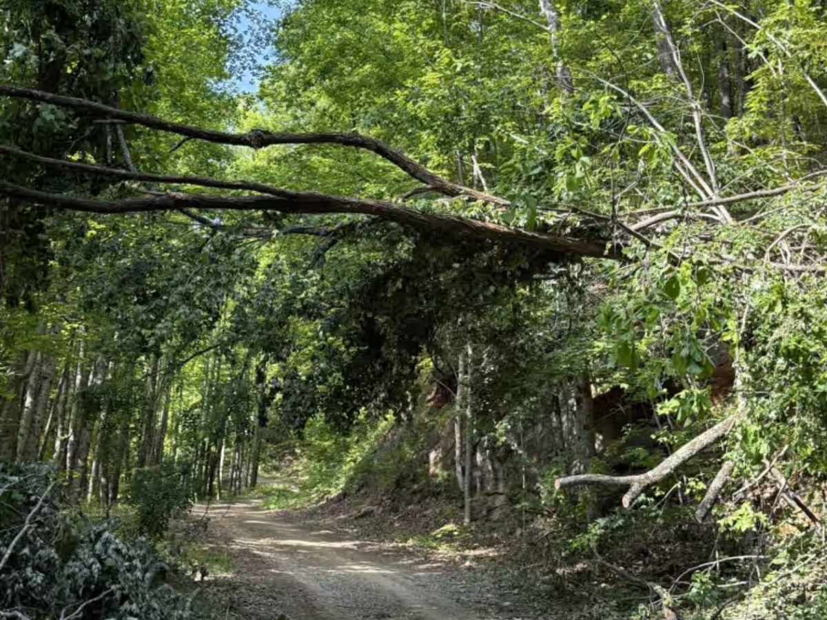 Webb Mill Road photo 6
