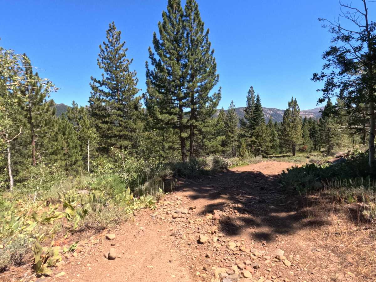 Scotts Trail - FS 21565 photo 5