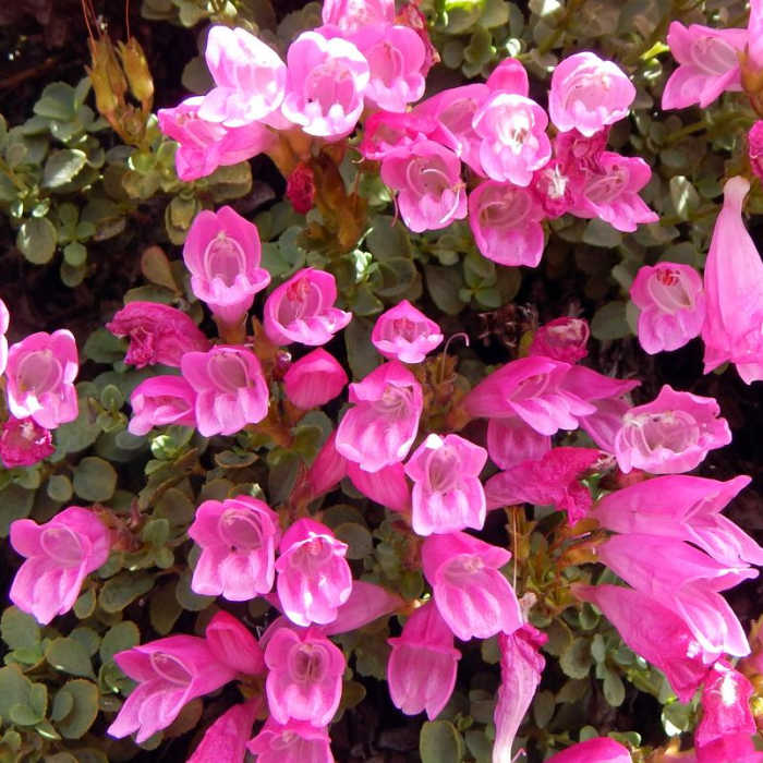 Near Middle Pyramid Hike