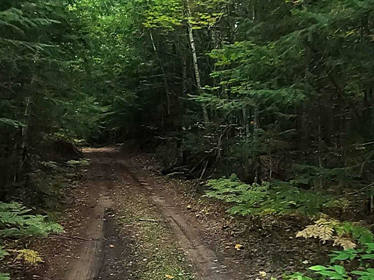 Naugle Creek - FS 3348 photo 6