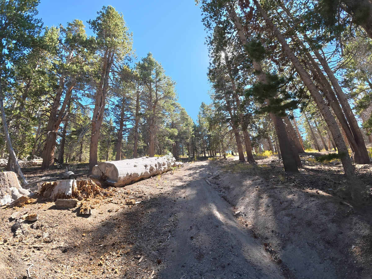 FS 1S154 trail photo