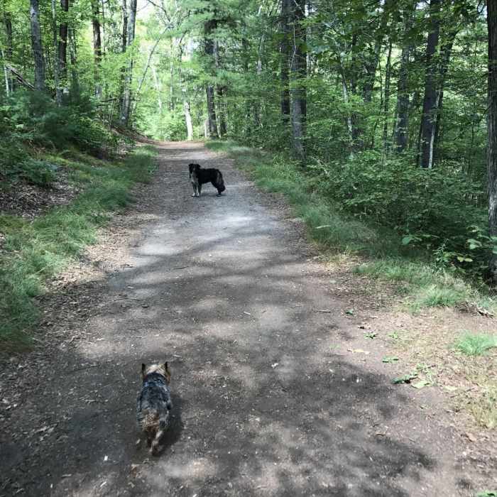 Two dogs enjoying a nice day on the trail Near Noanet Peak - Powissett Peak