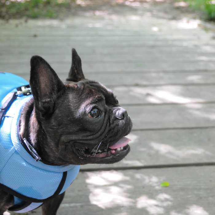 Although Big Thicket is a National Preserve, dogs are allowed. Near Kirby and Sandhill Loop