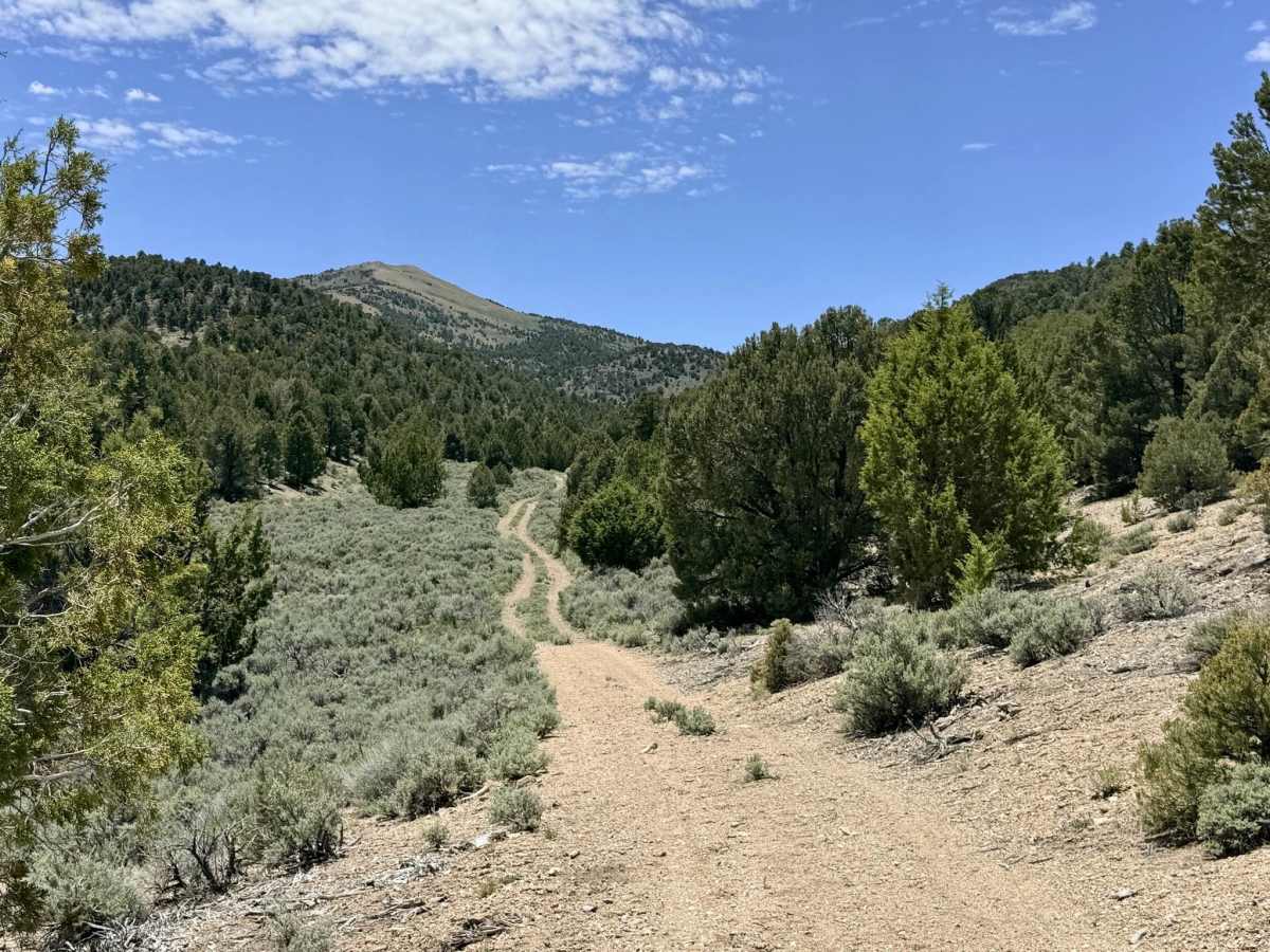 Applebush Hill - FS 43357 trail photo