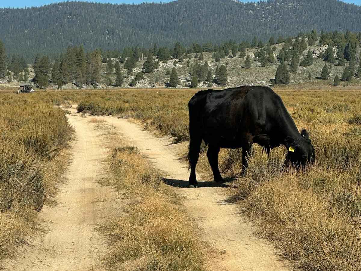 Monache Meadow - 20S05 Loop photo 6