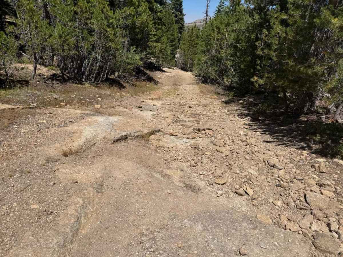 Hawkins Spur D - FS 31205D photo 3