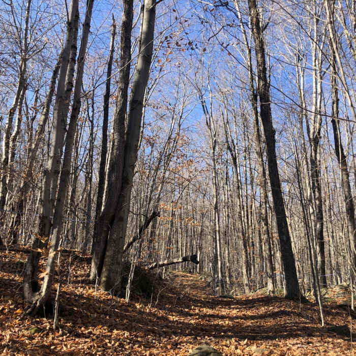 Near Andrew Brook Trail