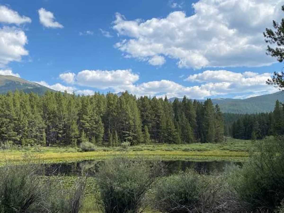 Tin Cup Lily Pond trail photo