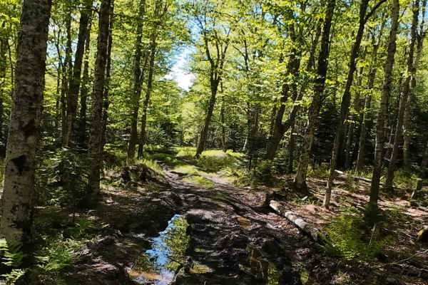 Beaumont Horseshoe Trail