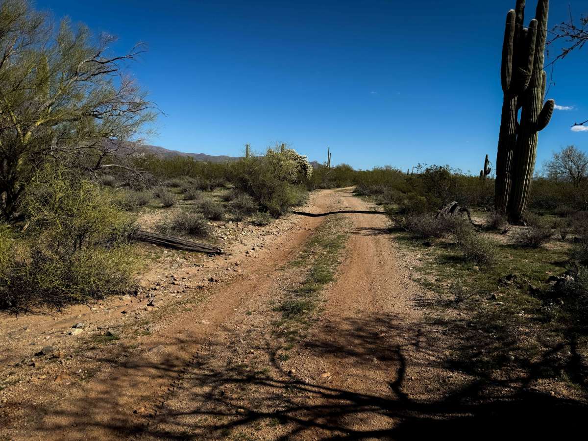 Cholla Way  photo 3