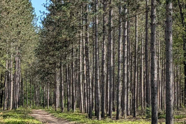 Emerson Trail
