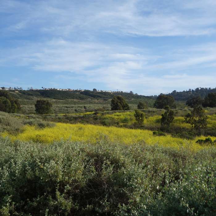 Mustard blooms near San Dieguito Lagoon. Near Dust Devil Nature Trail North Loop