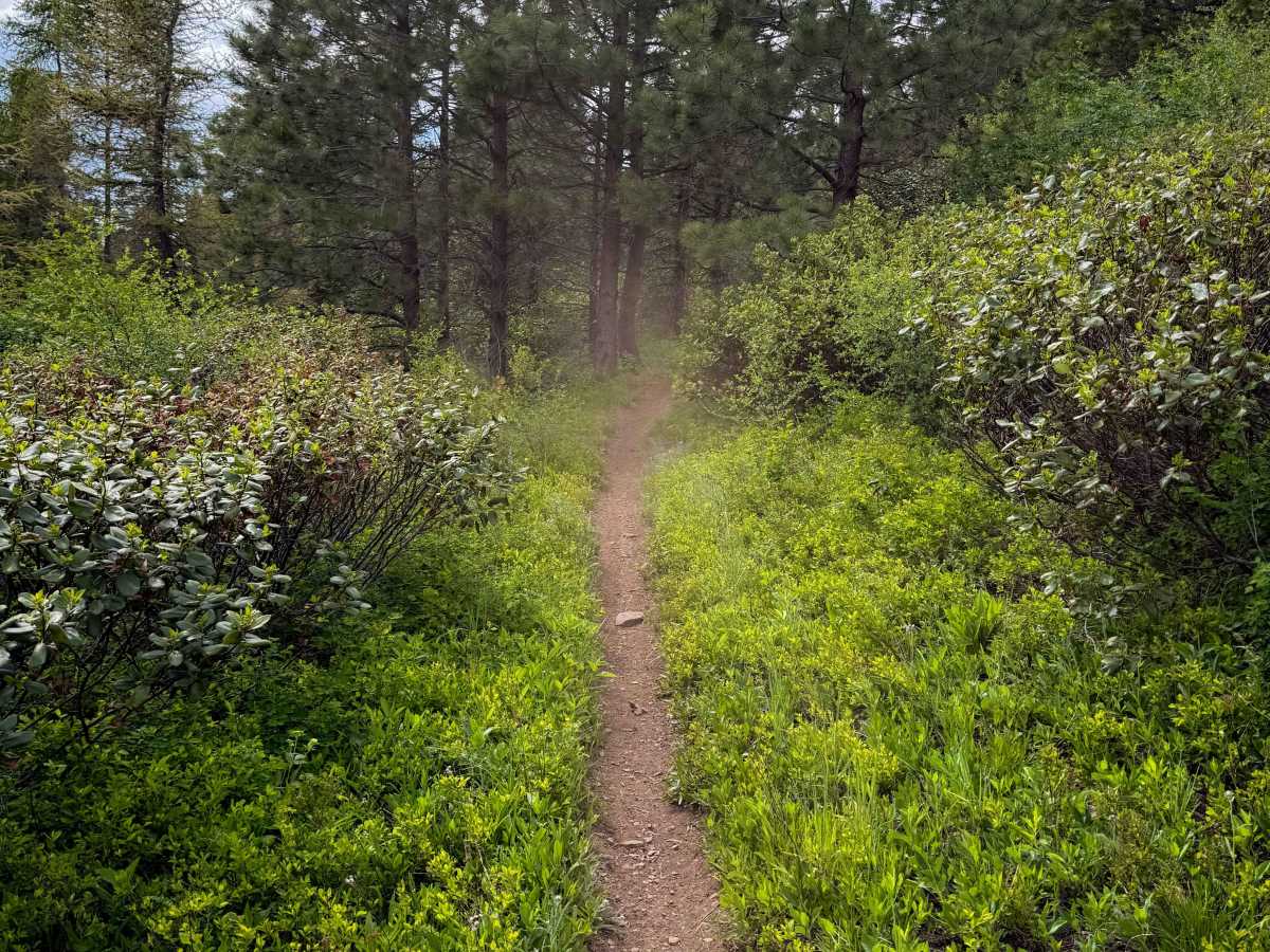 North Knob - Trail 319 photo 6