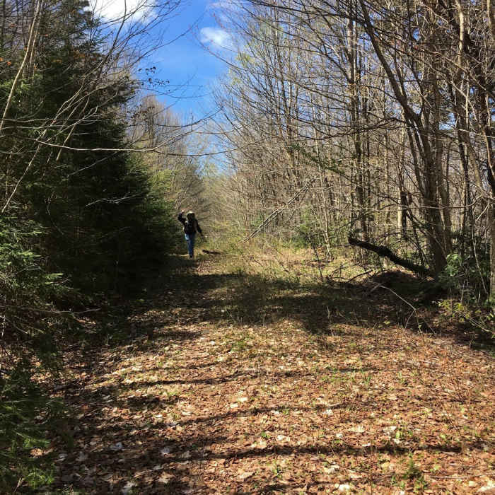 Near Winding Falls Primative Corridor