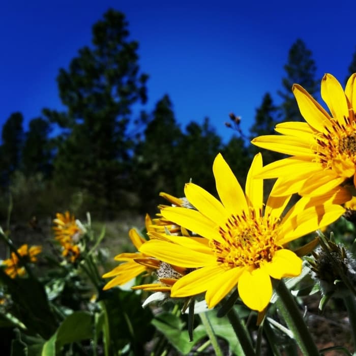 Near Best of Palisades Park