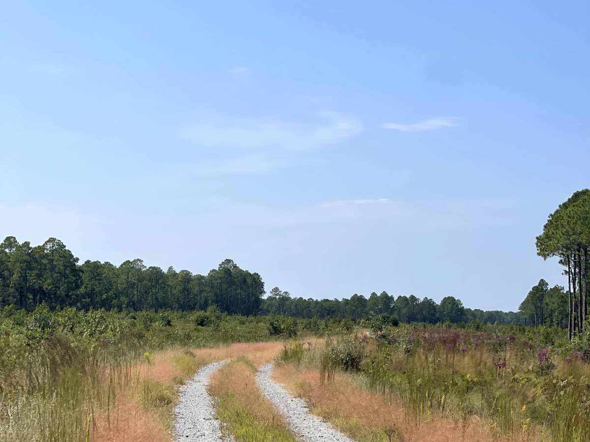 Williams Road photo 4