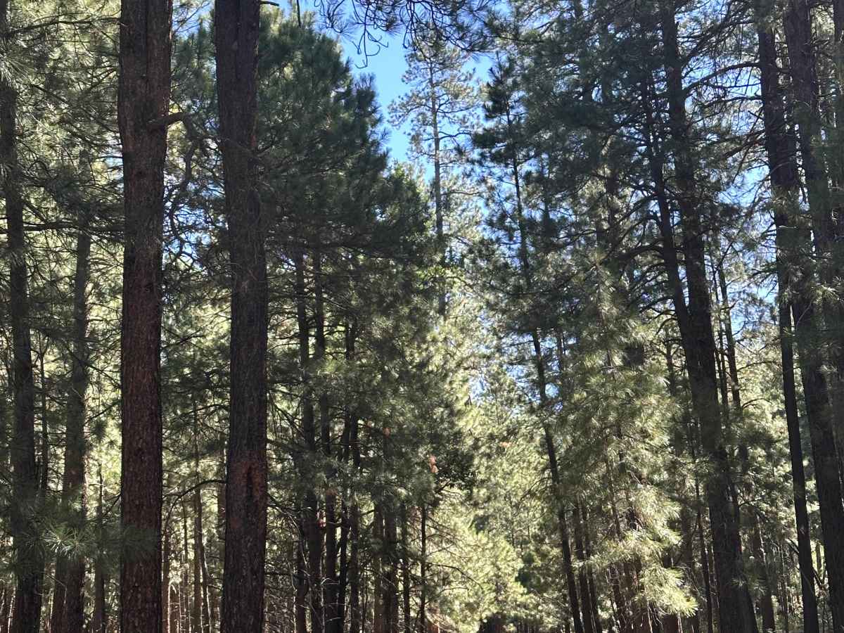 Six-O-Nine trail photo