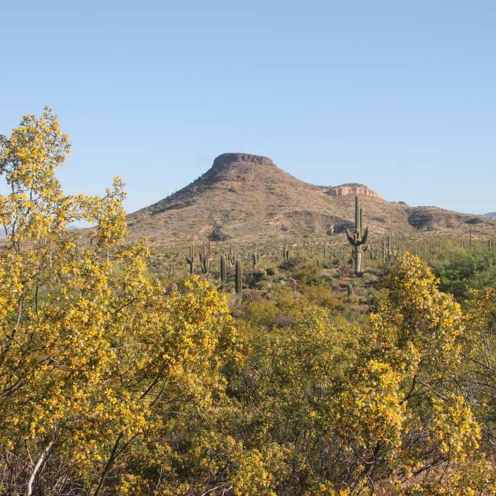 Brown's Ranch Park in Scottsdale, Arizona. Near Latigo Trail