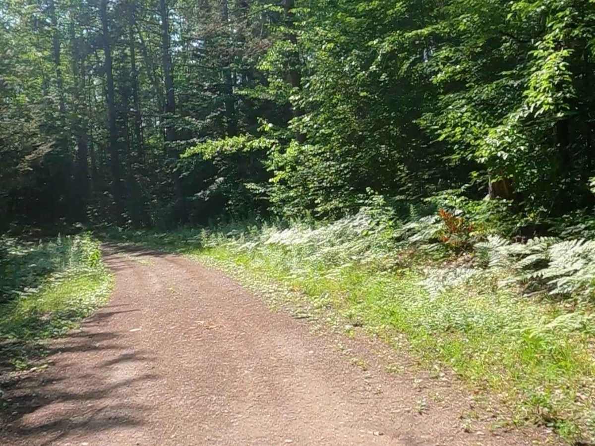 Mormon Creek Road - FSR 2231 photo 4