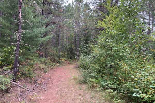 Jackpine Trail - FS 173K