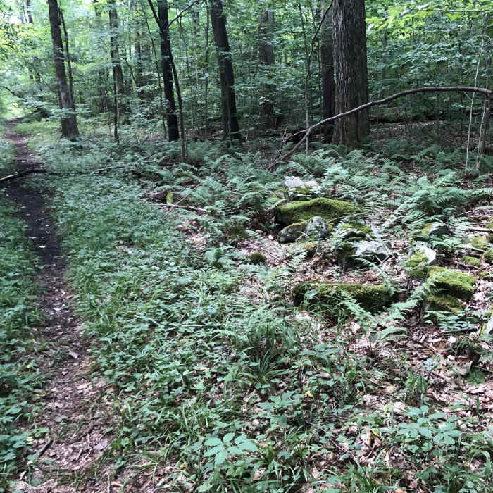 Near Pumphouse Trail