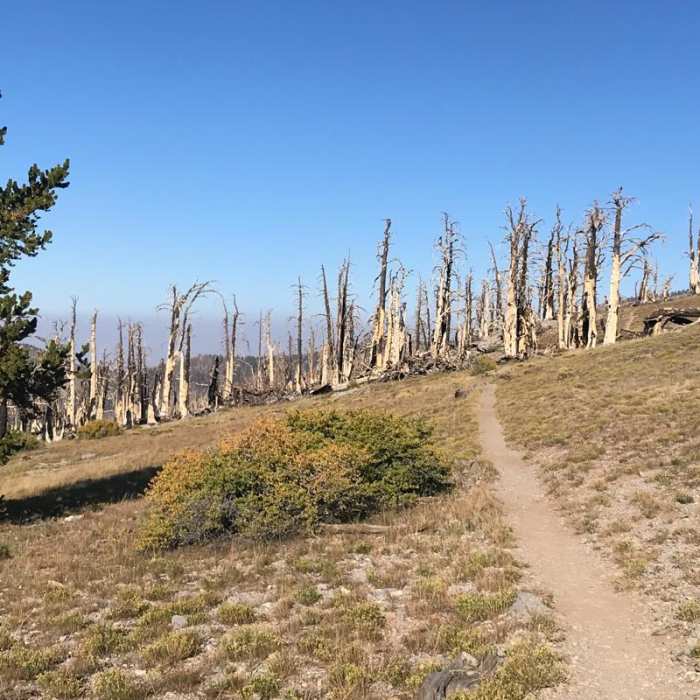 Near Mt. Charleston Full Loop