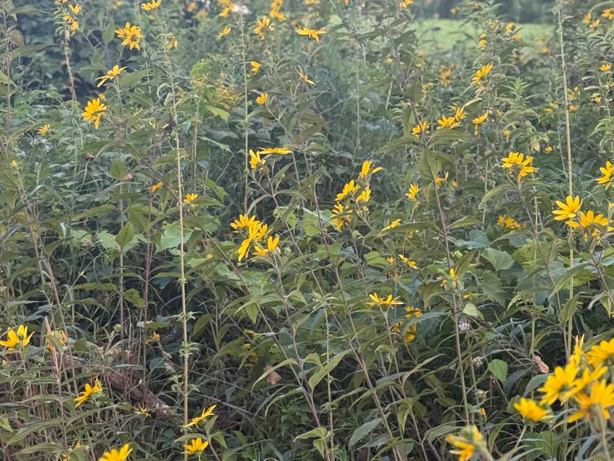 Rush Lake Trail photo 4