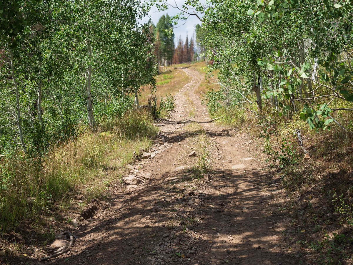 Left Fork Rhodes Canyon - FS 70151 photo 5