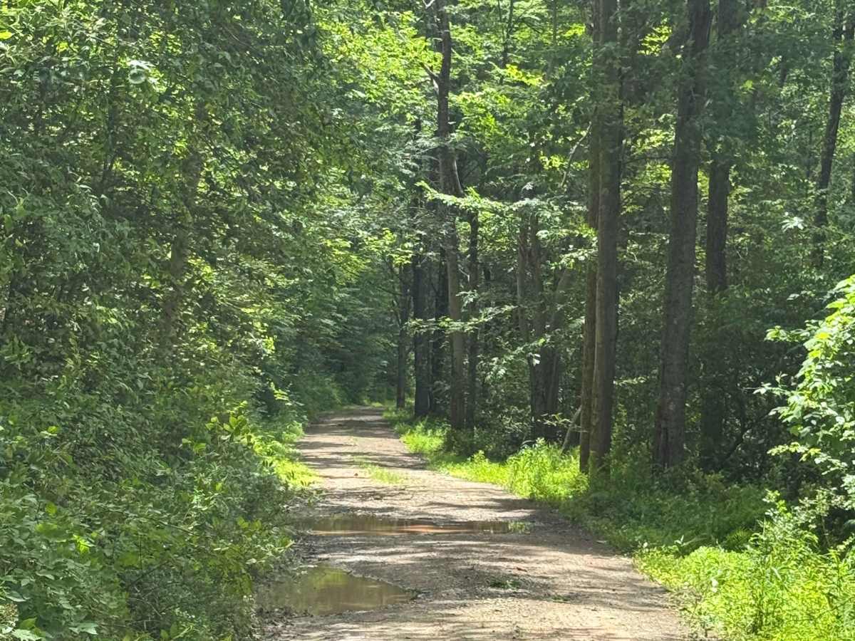 Pine Island Road photo 5