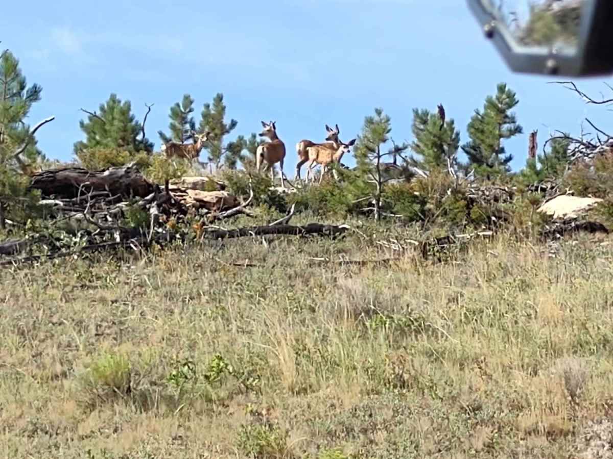 Where the Deer and the Antelope Play photo 6