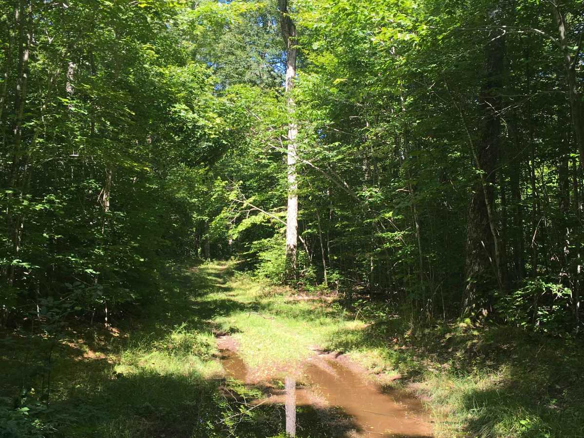 Fern Trail photo 2