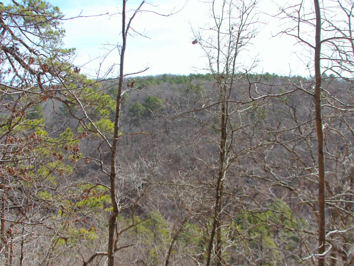 Stockman - FS 498 photo 6