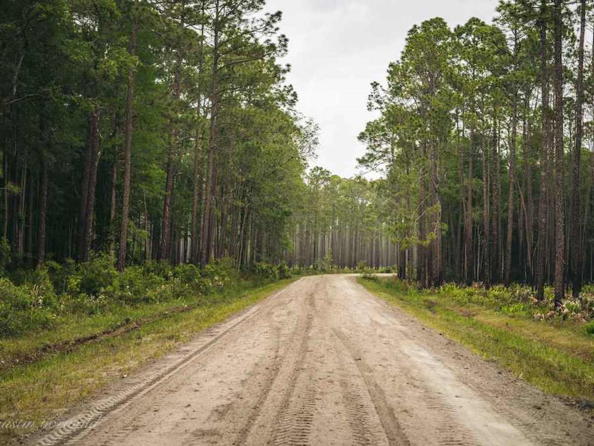 Osceola National Forest FR 235/17 Mile Camp Rd trail photo