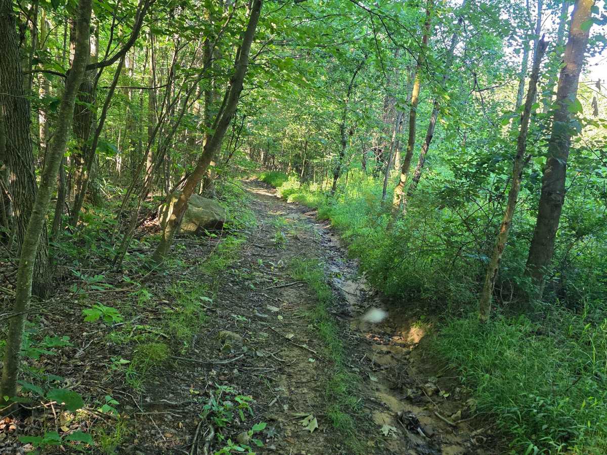Single Track C5 photo 5