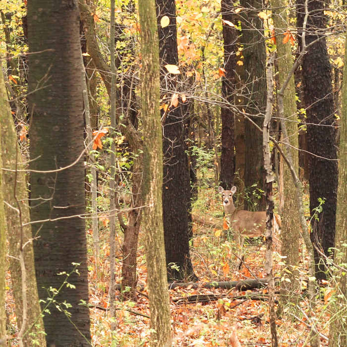 Resident wildlife at Peace Park." Photo courtesy of Cascade Charter Township. Near Peace Park Loop
