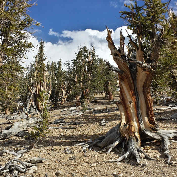 Near Methuselah Loop Trail
