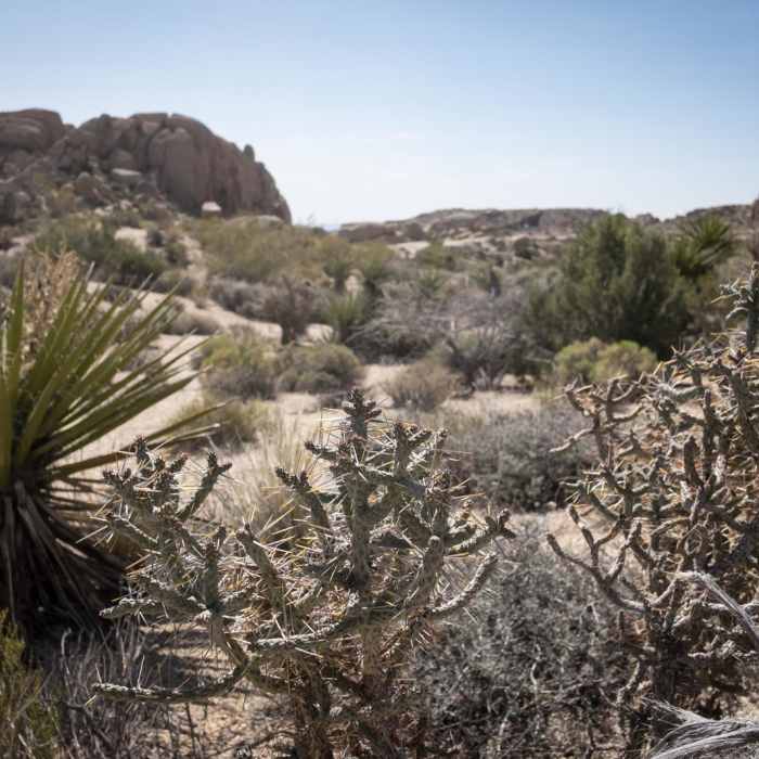 Near Skull Rock Nature Trail
