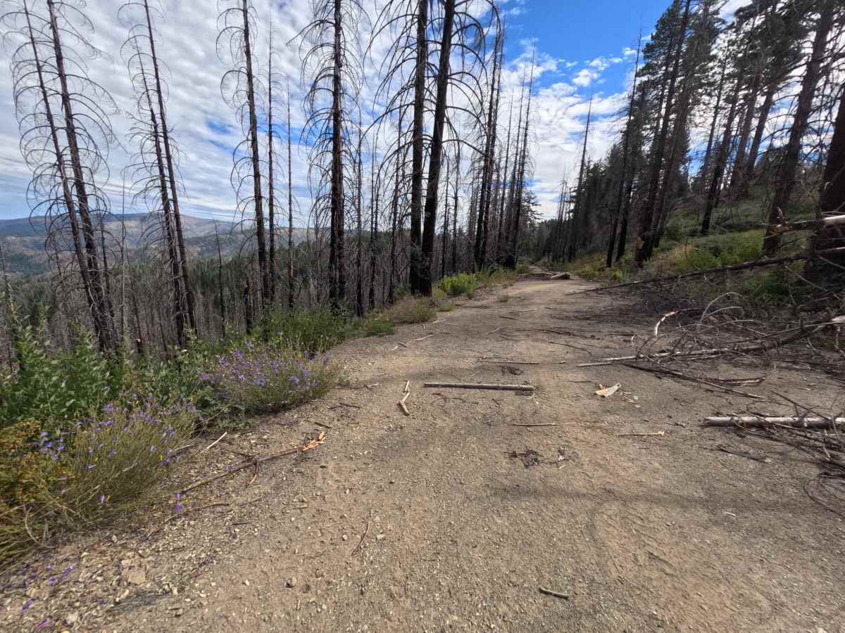 Sheep Creek - FS 20N09 photo 4