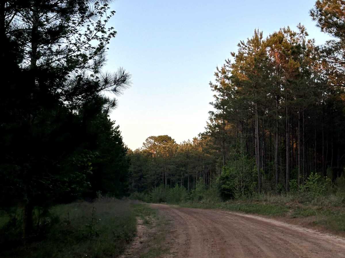 Meat - FS 512 trail photo