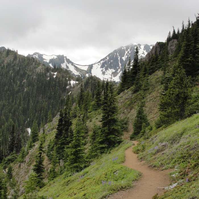 Near Mt. Townsend Trail #839