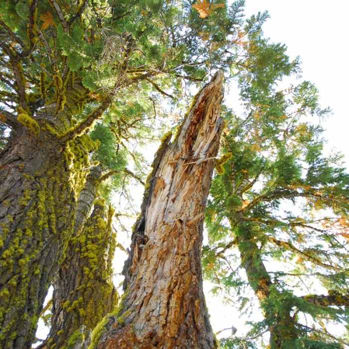 Near Lava Cast Forest Interpretive Trail