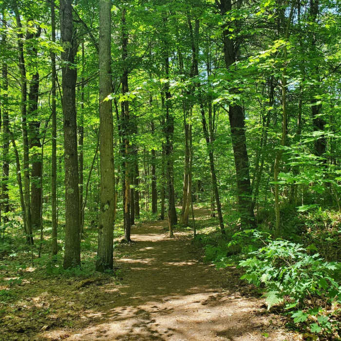 Beginning of the Summit Loop Near Rock Dunder Loop