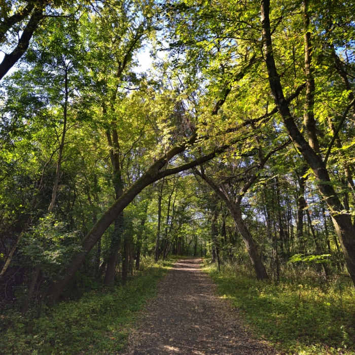 On the Hill Trail in early fall. Near Hill Trail