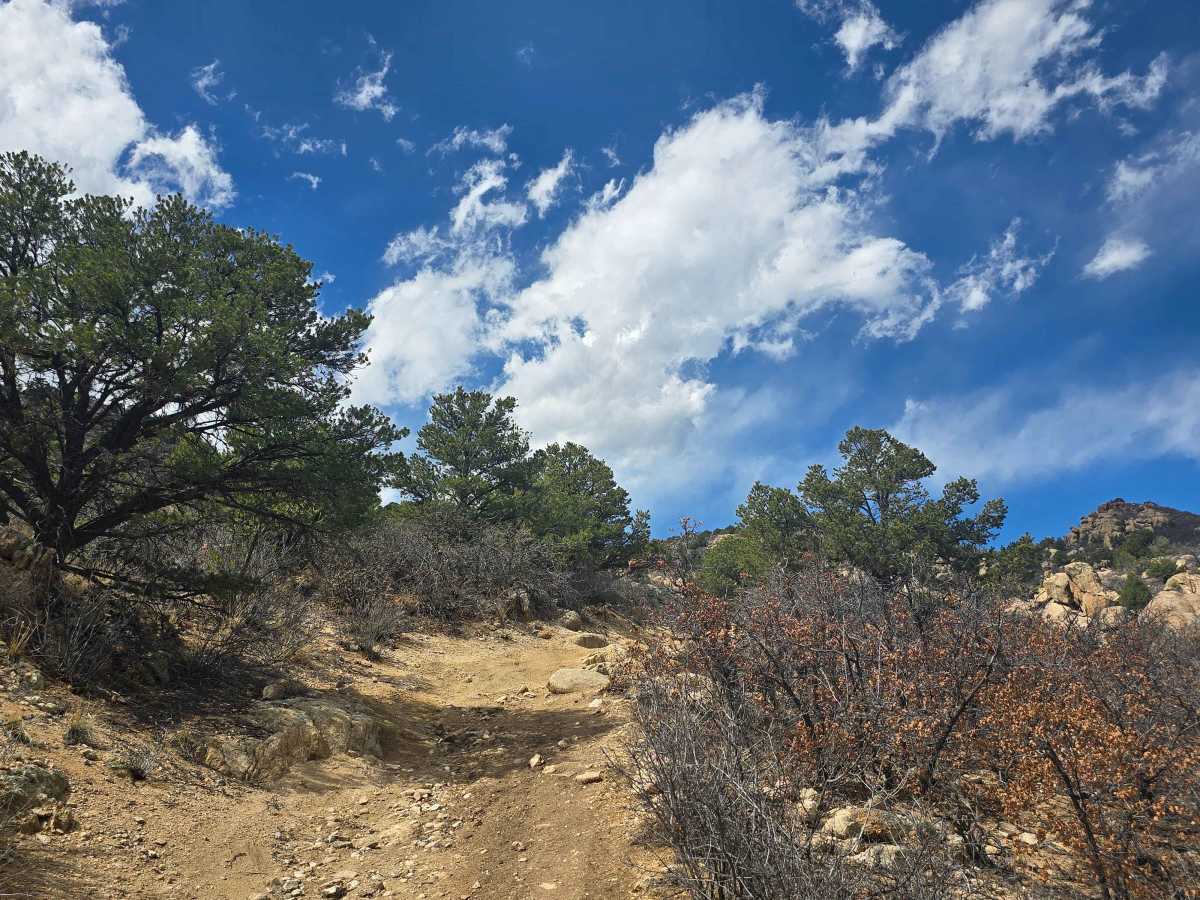 BLM 6210 photo 3