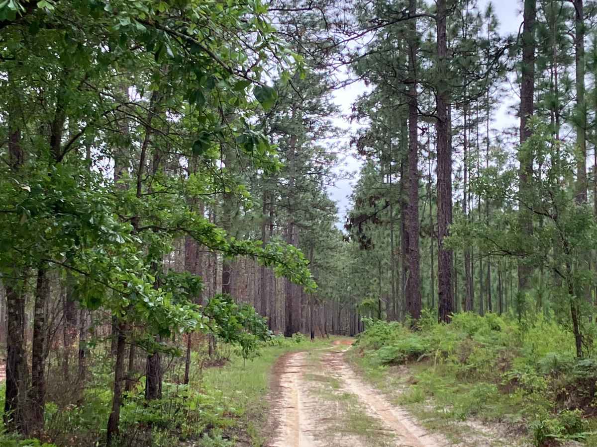 Outlaw Pass Road - C97 photo 5