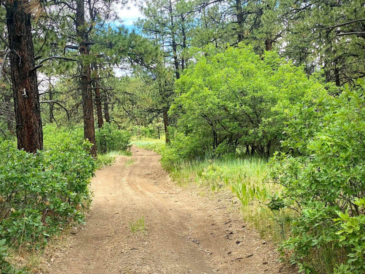 Eight Mile Mesa E-USFS Rd #651E photo 6